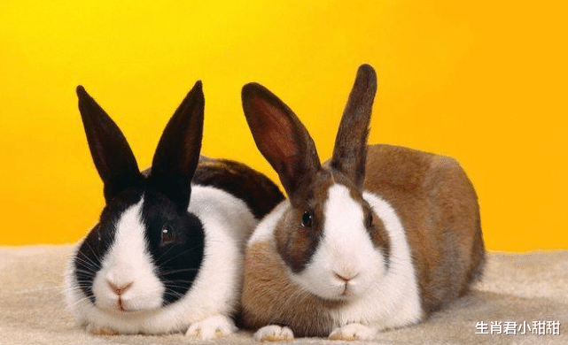 招聘|在职场中不断创造价值，属兔人为公司持续创收，赢得领导器重