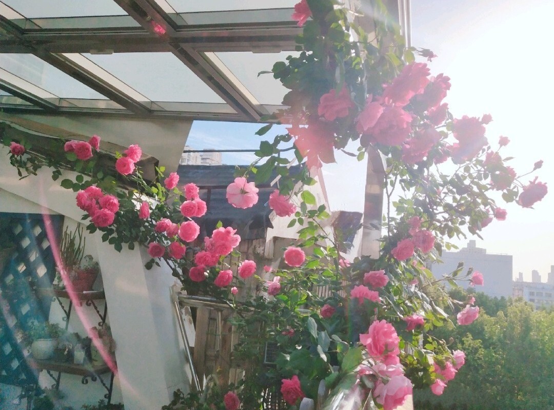 五年前买了顶楼,送了个10㎡小露台,自己折腾成空中花园,太美了