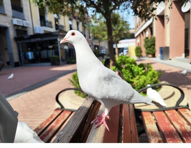 小屏|小屏旗舰不再吃香?微曲面屏+徕卡三摄+无线充电,还有骁龙8+芯片