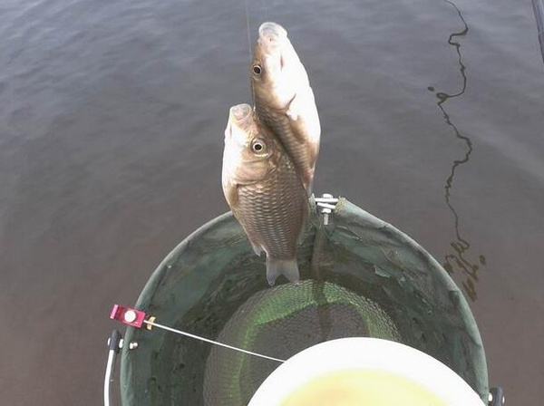 租赁|挪挪窝就能钓得多？没有必要条件，换钓位不如尝试钓远或尽早回家