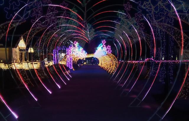 广西|又是一年赏荷季,荷都金湖莲叶田田