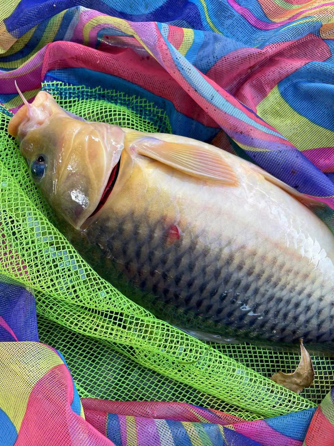 饵料|秋天在什么时候用蚯蚓好钓鱼?看完果断收藏!