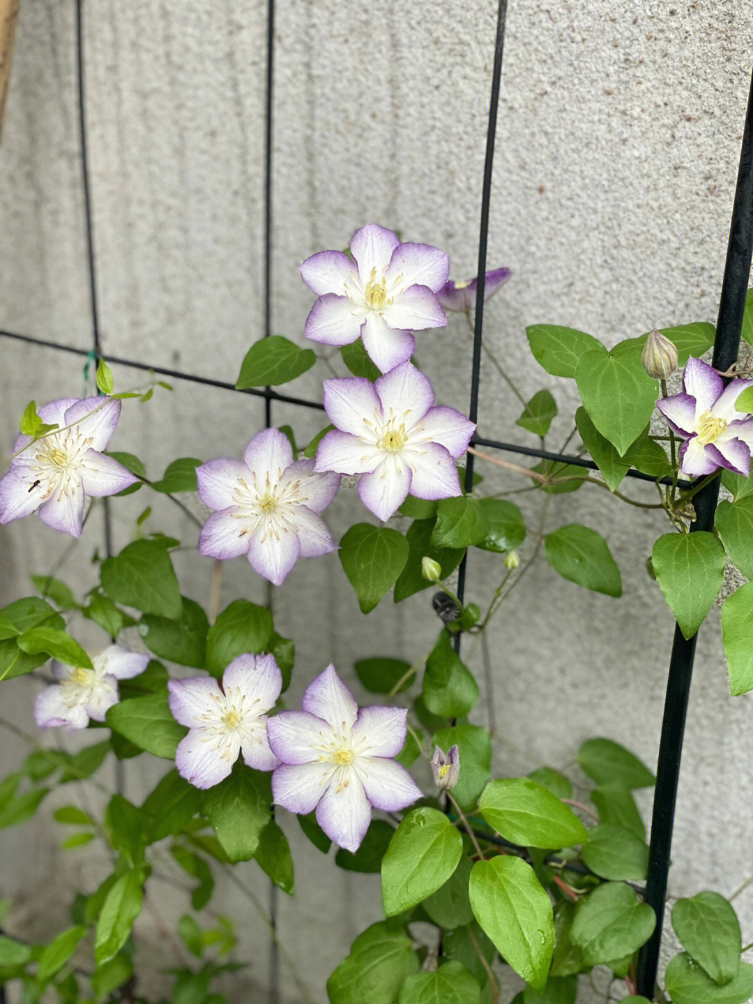 72㎡小院,花园改造经验分享,终于过上了梦寐以求的田园生活