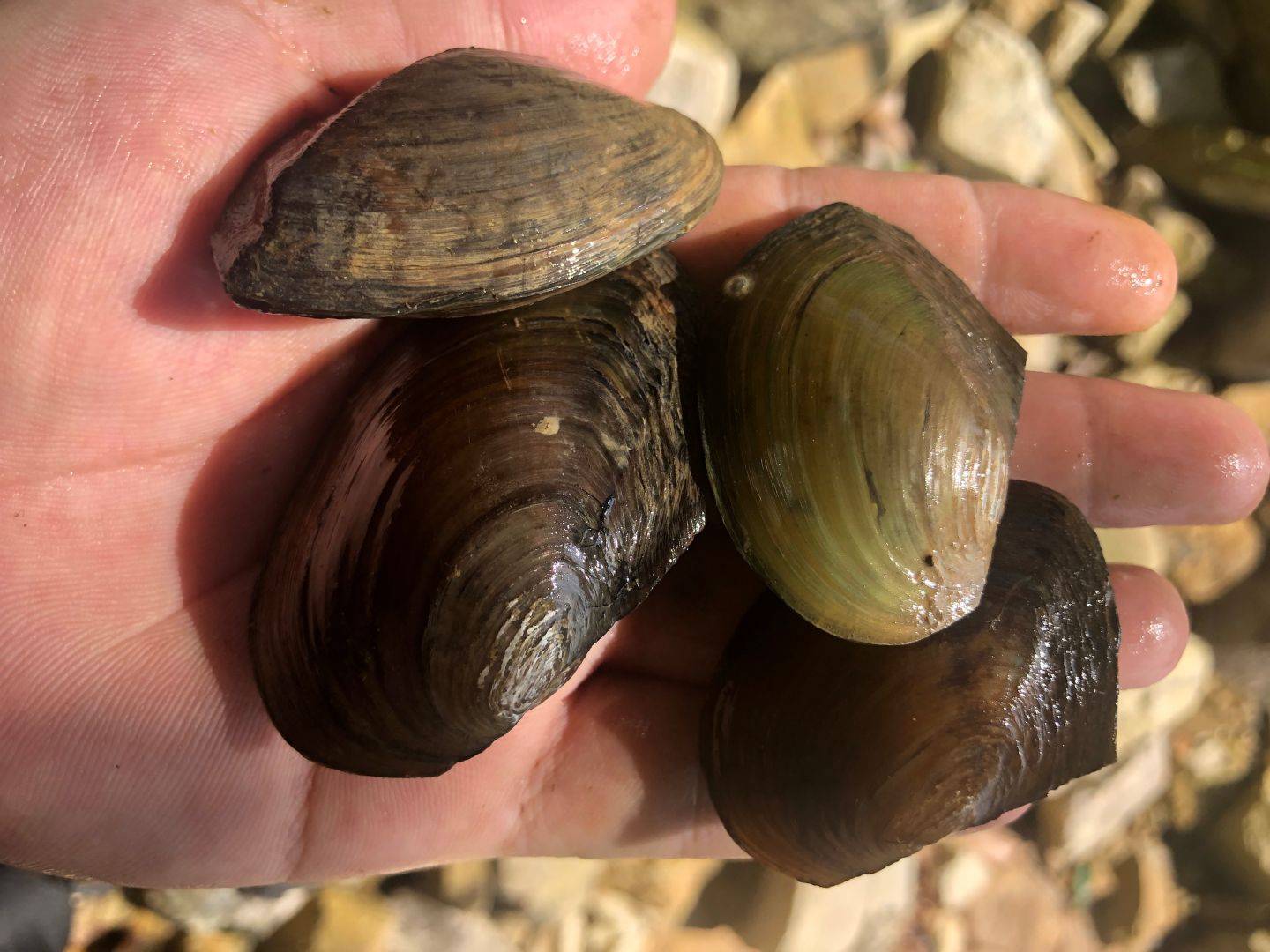 饵料|钓鱼10年才知道,这五种藏在水里的万能饵,专钓大物还不花钱