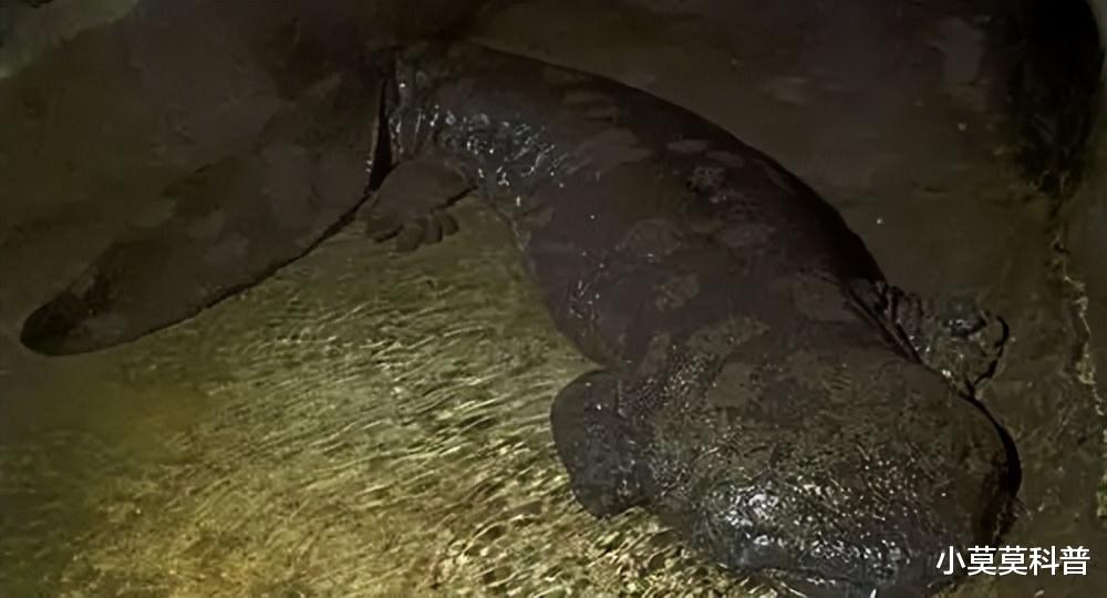 人类捕获的最大生物是什么?这十种生物,体积超出了你的认知