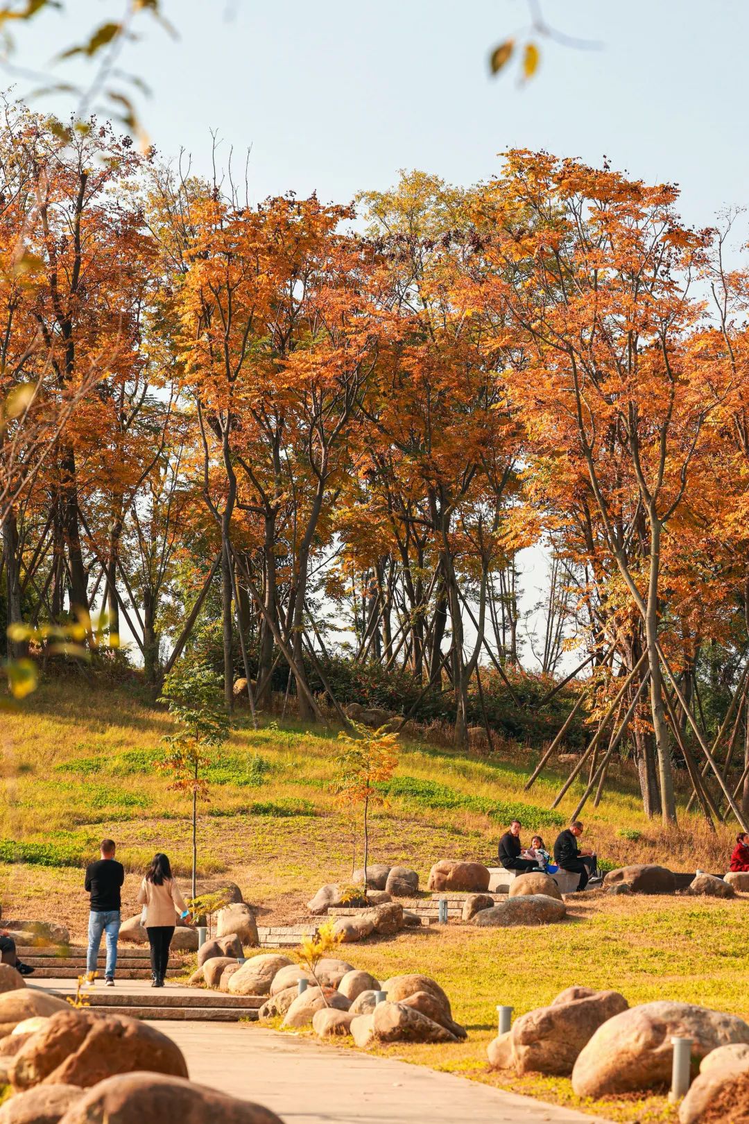 成都|最美蓉城金秋!公园城市5大美景等你解锁→