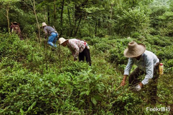 高峰|不是黄山！不是宏村！这个皖南小众秘境太惊喜，仿佛闯入绿野仙踪