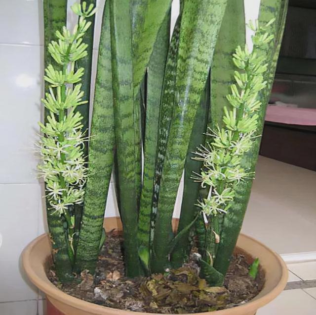 这些花很“高贵”,但很适合“懒人养”,好伺候,摆在家里上档次