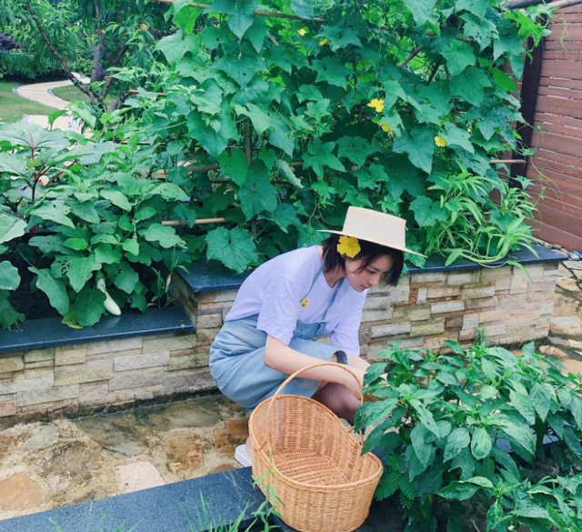 张馨予|张馨予晒自家小院子，亲力亲为，耕种了3000株植物，网友：羡慕！