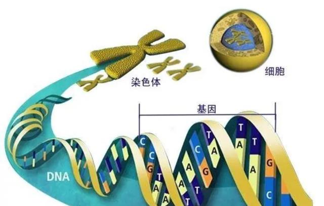 爱斯基摩人为什么一辈子都吃生肉?基因变异还是另有原因?