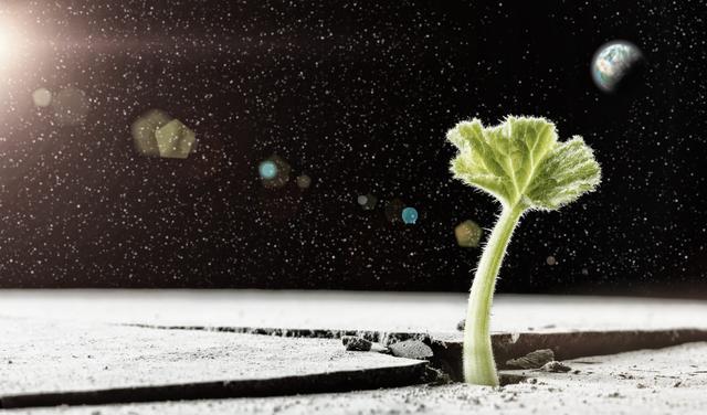 2025年,人类将在月球上种植植物,微型生物圈结构已经准备就绪