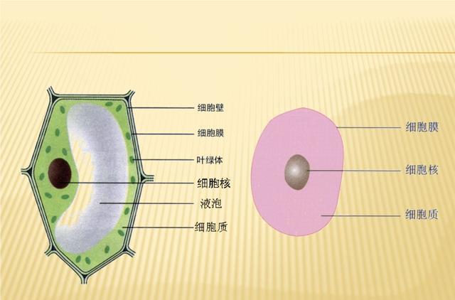 如果一人被夸克级的细丝截断脖子,还能活着吗?有何科学依据?