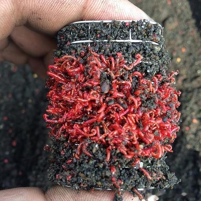 话说欧鲤钓|《话说欧鲤钓》诱钓篇,窝料坠节