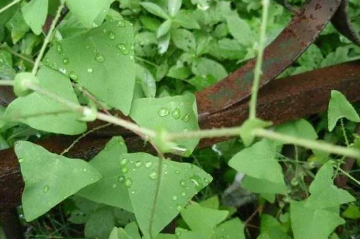 农村1种植物,人称蛇倒退,全身长满倒刺,小时候对它退避三舍