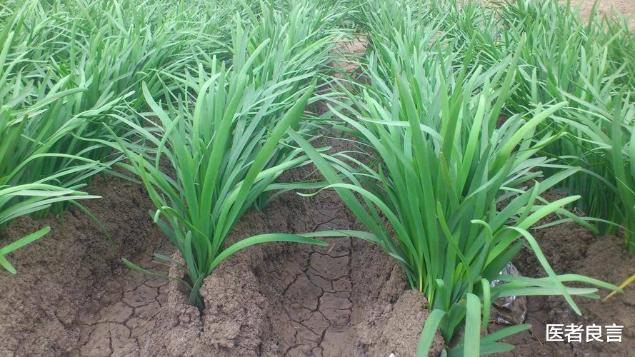 肝硬化|为啥不能随便吃韭菜?特别提醒:5类人不宜食用,建议了解一下