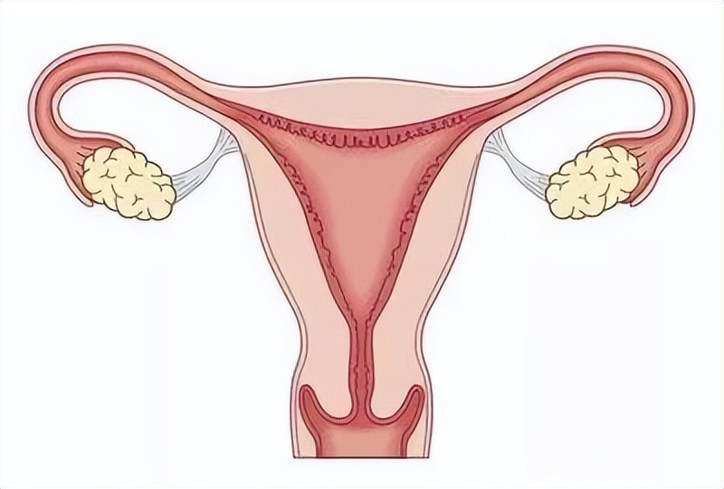 维生素B|移植发现子宫内膜息肉！试管之路还能继续吗？