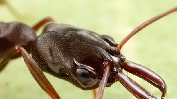 食人蚁真的存在吗？