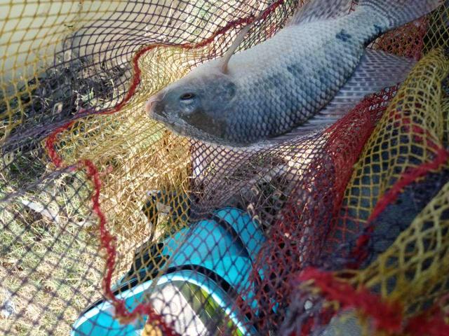 |再战X基地,这次想要爆护不容易