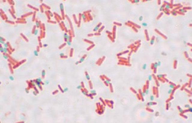 为了永生,科学家给自己注射350万年前的细菌,现在如何了?