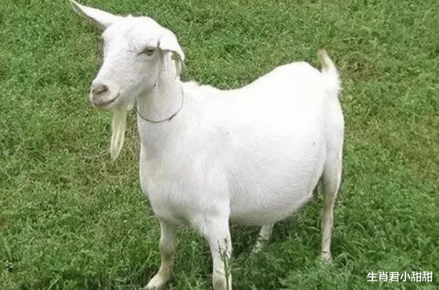 运势|运势如虹钱包鼓起来，属羊人得好运扶持，在职场逆袭翻身