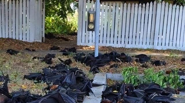 美国出现50万蝙蝠离奇死亡,身体呈现不明斑点,是天灾还是人祸?