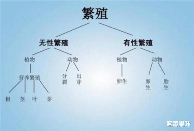 人类为何非要男人女人结合才能生宝宝?细胞分裂,不是更方便吗?