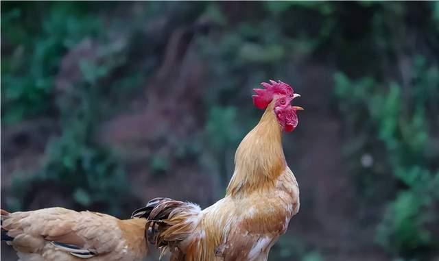 听到母鸡打鸣是不祥之兆?母鸡为何会打鸣?