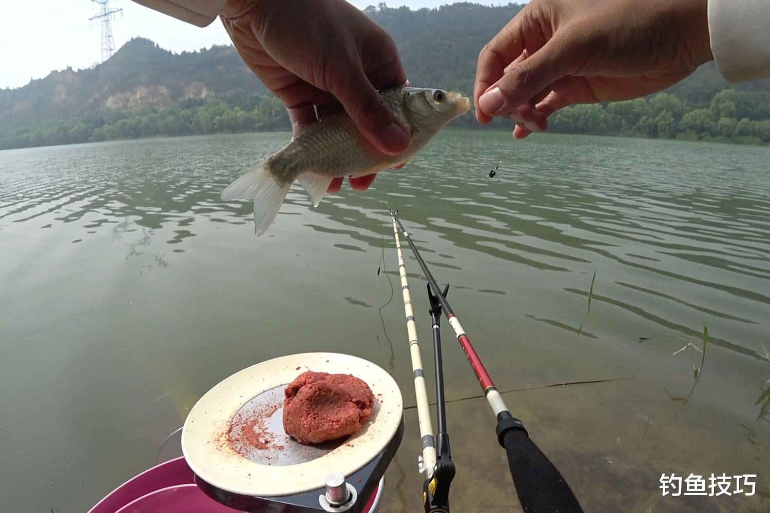 鲫鱼|冬天钓鲫鱼的开饵技巧,4个要领让你的鱼饵效果倍增