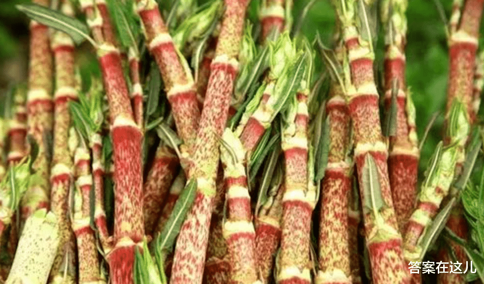 虎杖的威力多大?让英国房屋贬值80%,连长过的土都需回收处理