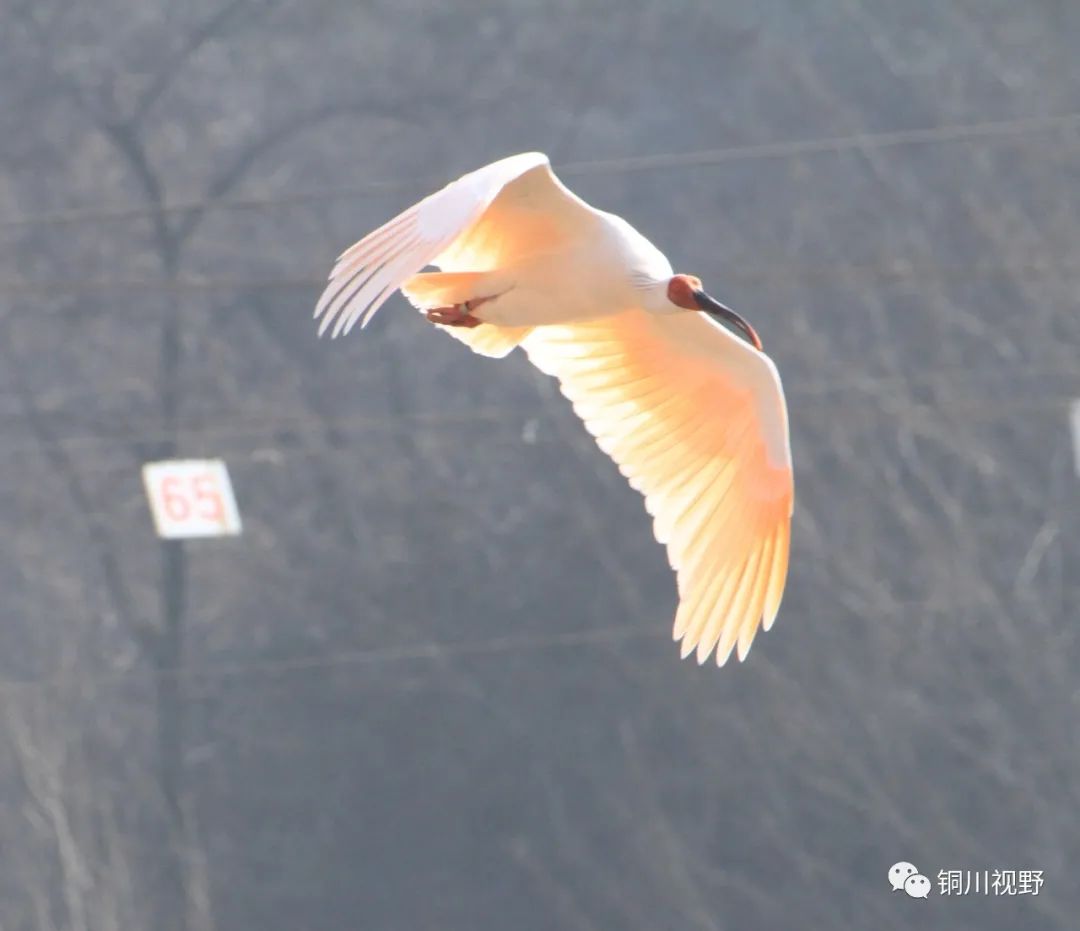 永州|铜川柳林朱鹮【摄影铜川卸凤】