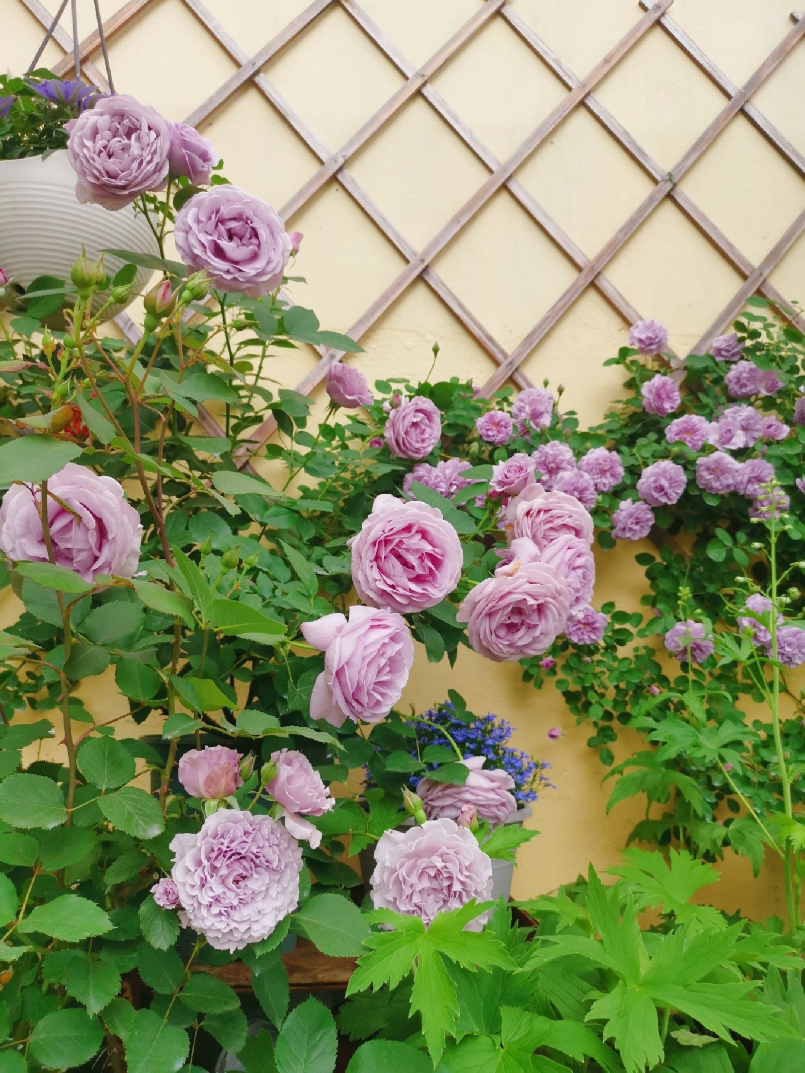 1年前,买了一栋带200m2花园的房子,不装修也要先把花园建起来