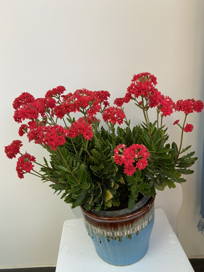 适合养在卧室的花，吸废气净化空气，一觉睡到大天亮