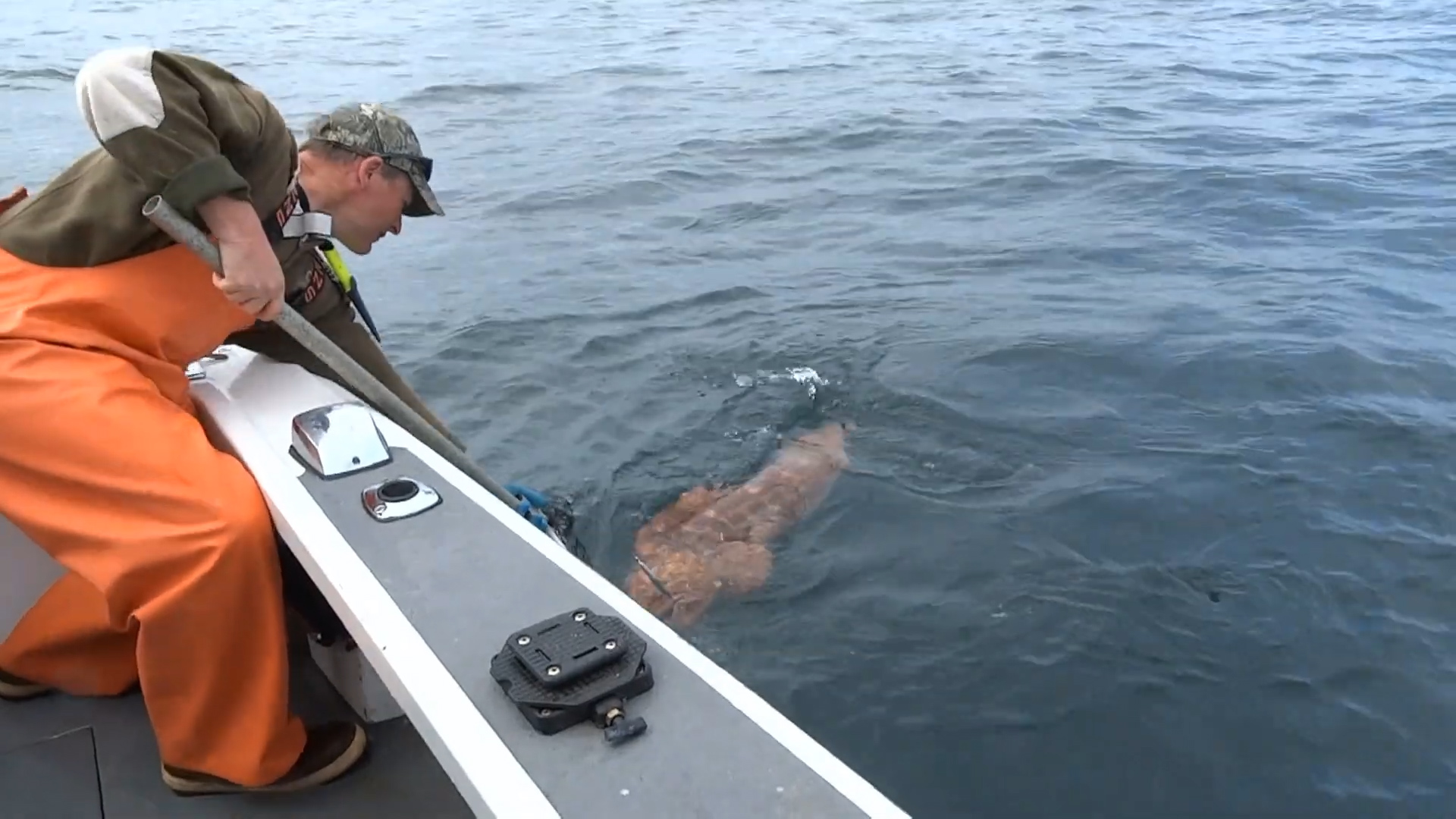 |小伙钓上一条大“海怪”,朋友仔细一看脸色变了:快扔掉