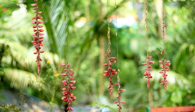 医生|研究：红景天降低空腹血糖水平？什么是红景天？对身体有什么好处