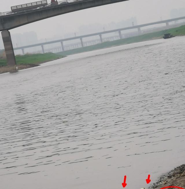 武汉|武汉钓友在府河发现许多死鱼，大的有十多斤，网友：有人电鱼！