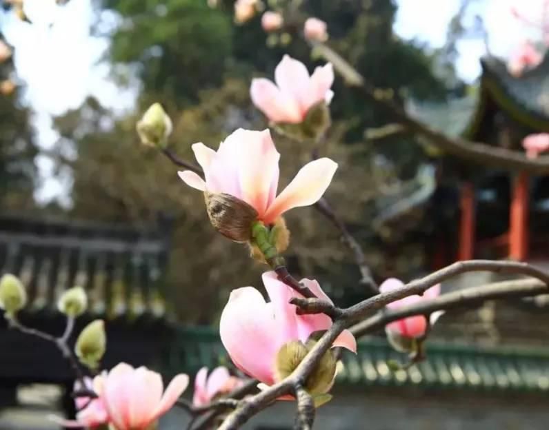 隆昌|赏春花，游古迹，这个春天我和汉中有个约会