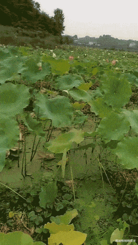 爆笑:大型翻车现场,朋友圈的假精致