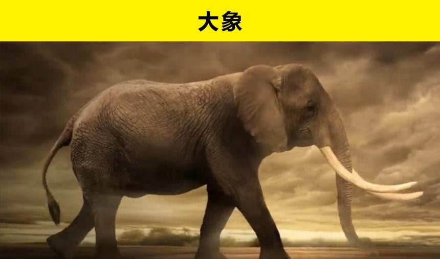 被很多人喜爱,但对人类也存在危险的10种动物