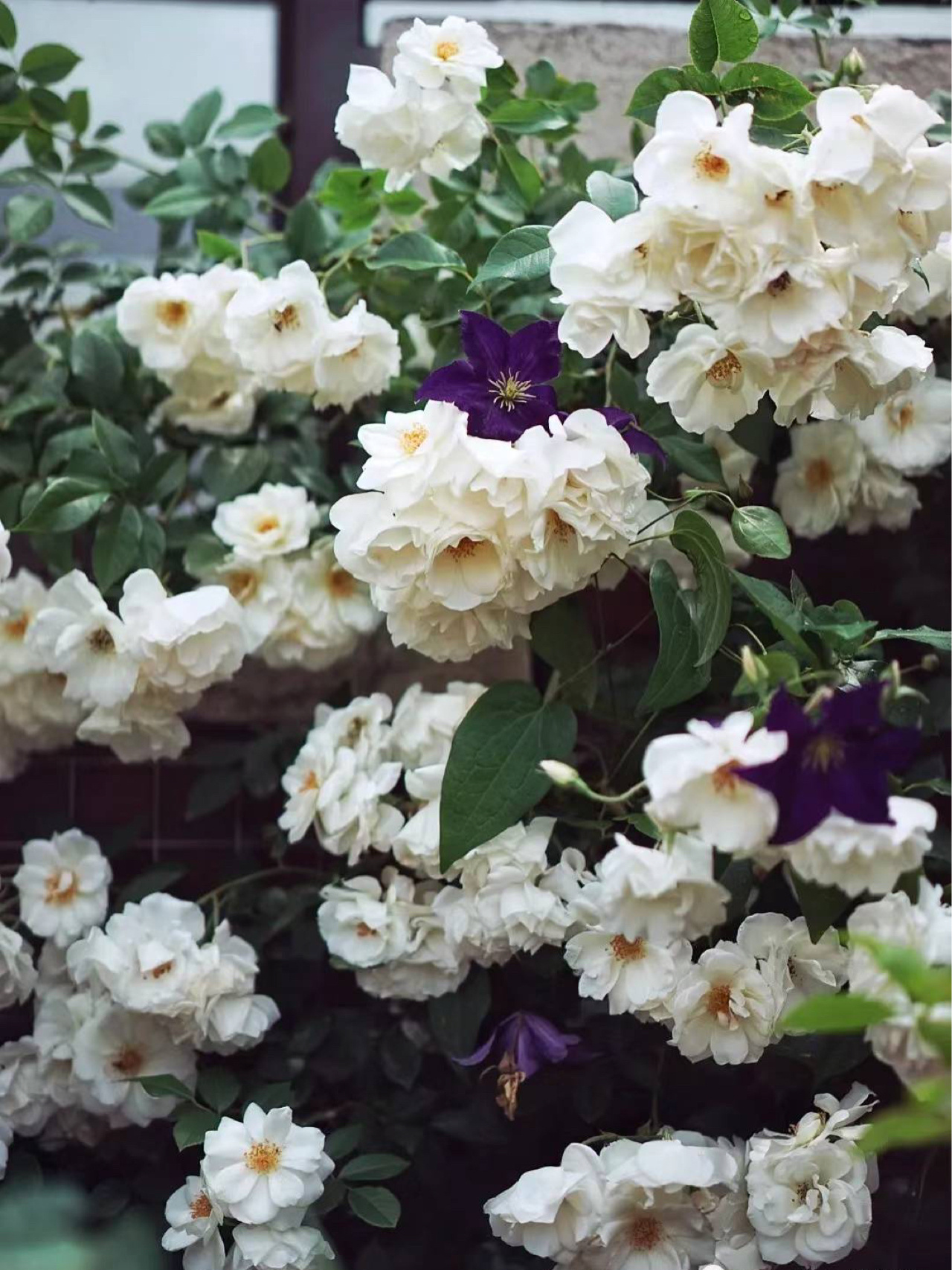 买房子时,免费送的30㎡露台,打造浪漫又实用的空中花园,太美啦