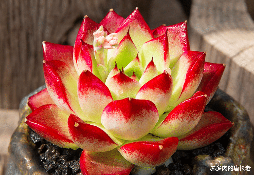 |多肉梦幻女王,上色后如凤眼藏琥珀,似朱唇点樱桃,果真梦幻十足