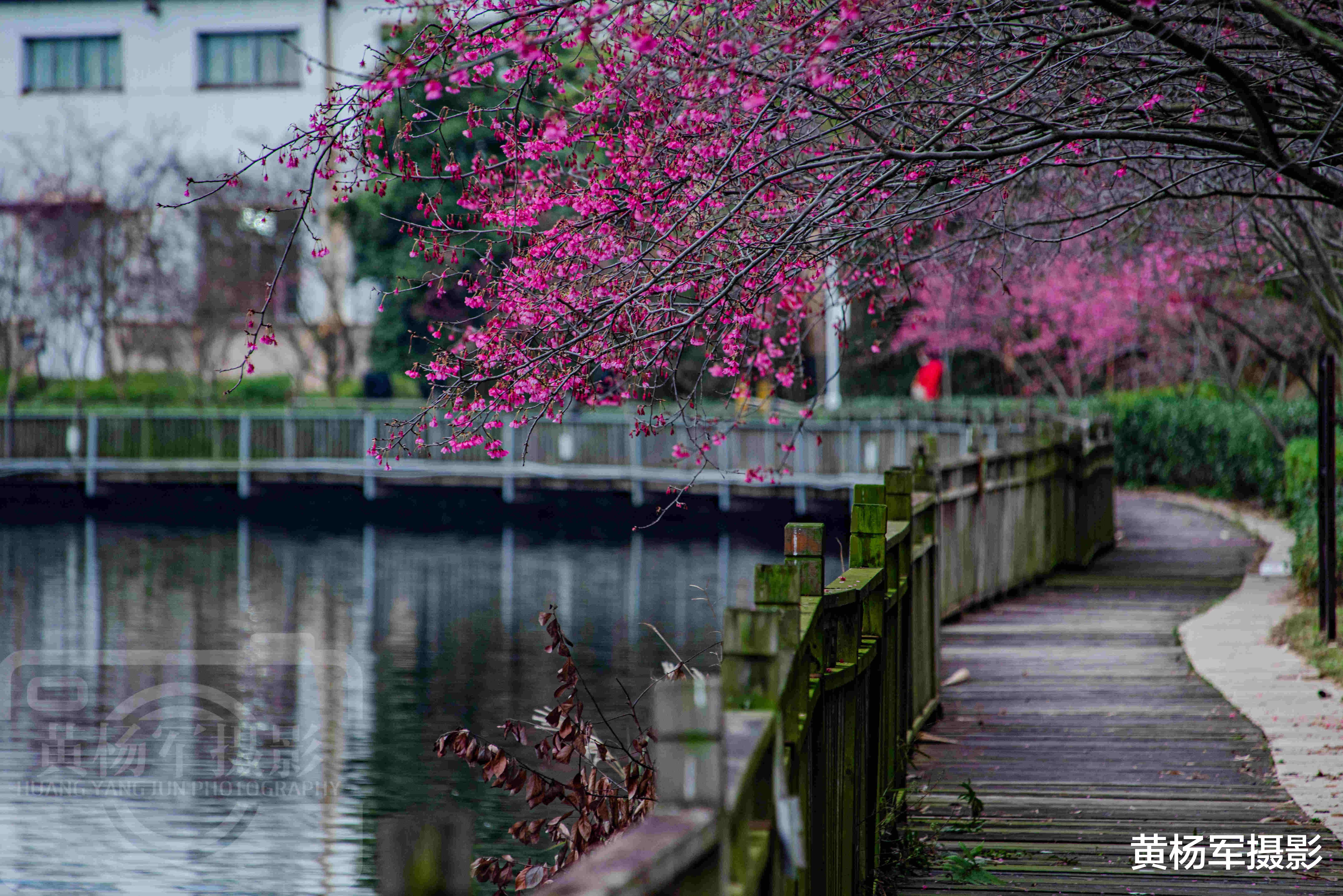 赣州|中国这座极低调的宝藏城市，一景区免费游，私藏了早春最美的樱花
