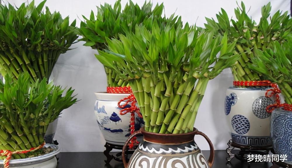 这5种花,漂亮又好养,放卧室客厅都合适,还能净化空气,很实用