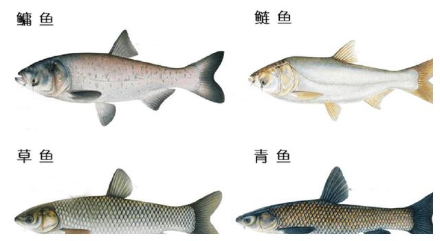 超5万斤！秦岭深处出现罕见细鳞鲑大鱼群，数量多到水被“染黑”