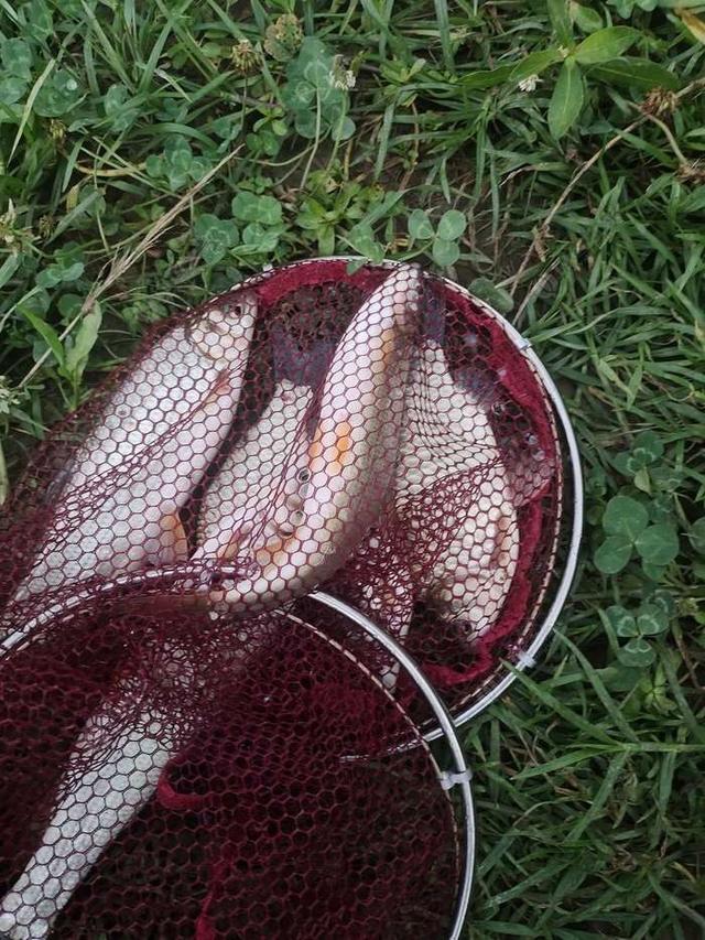 白鲢|【作钓报告】往事不堪回首,鱼获知道多少