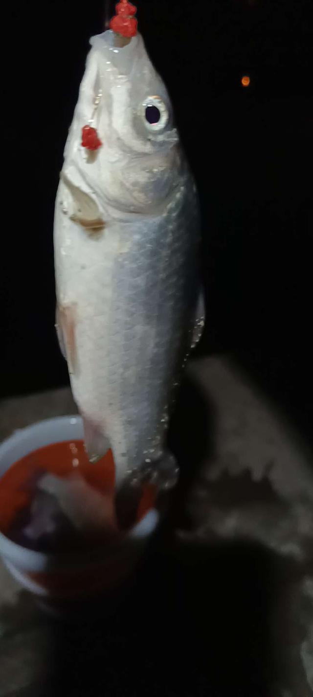鲫鱼|偶遇好鱼情,夜钓小连杆