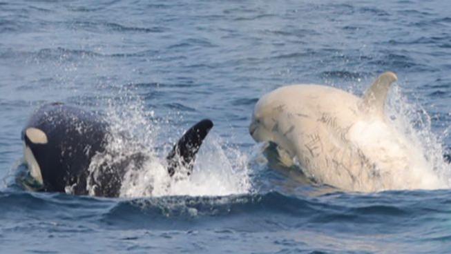 动物也会歧视肤色吗？日本发现白色虎鲸，浑身都是同类咬的伤口