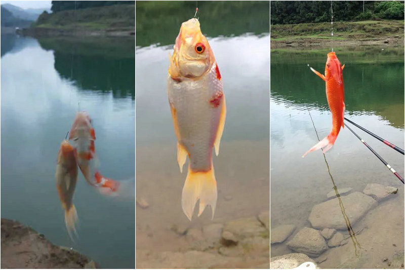 四川省|四川一野河出现大量“彩鲤”，钓鱼人：整条河里到处都是