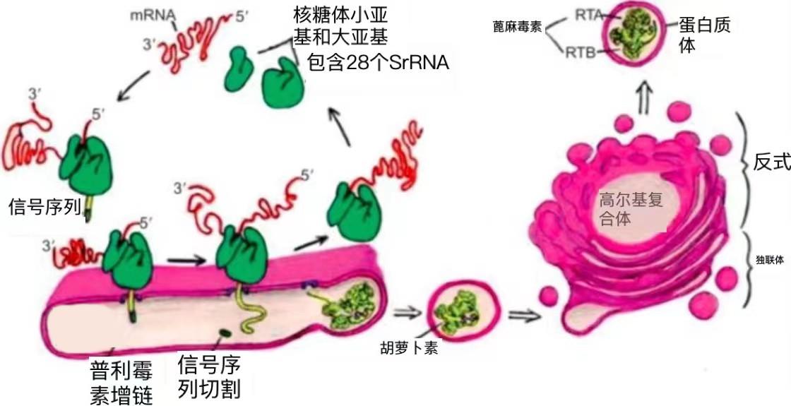 蓖麻真那么恐怖?暗杀界的“完美毒药”,为何会长在你家院子里?