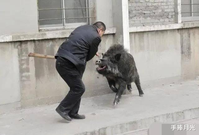 安徽发布野猪“猎杀令”,10元1斤回收,野猪肉不能直接吃吗?