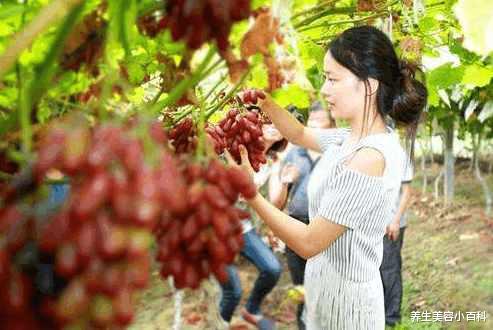 抗癌|一种叫“马奶子”的水果, 不仅抗癌防癌, 还可以降低胆固醇